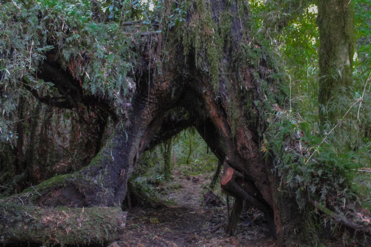 Lodge Parque Tepuhueico Castro Exteriör bild