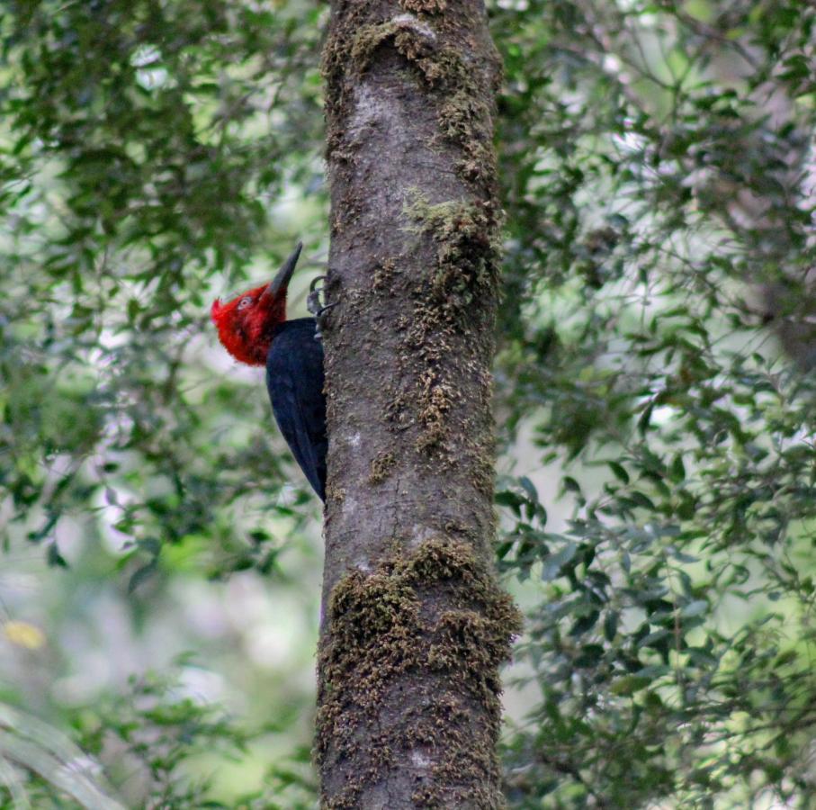 Lodge Parque Tepuhueico Castro Exteriör bild